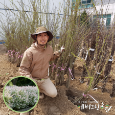 화이트핑크셀릭스 버드나무