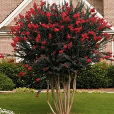 다이너마이트 목백일홍