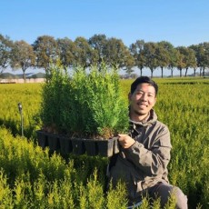 에메랄드그린 측백나무