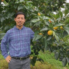 태추단감 감나무