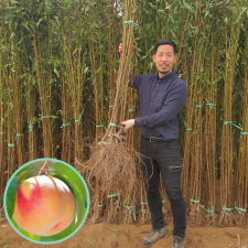 백도 복숭아나무