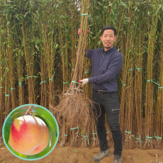 백도 복숭아나무