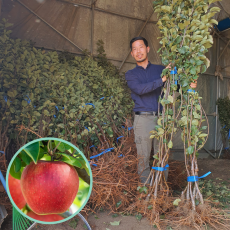 시나노골드 사과나무