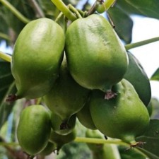 오텀센스 다래나무