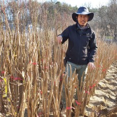 민두릅 두릅나무
