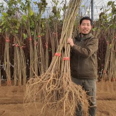 슈퍼 오디나무 뽕나무