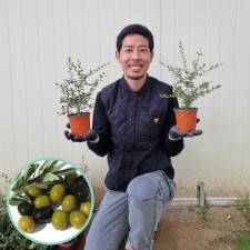 미니올리브 올리브나무