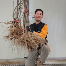 민엄나무 엄나무 음나무