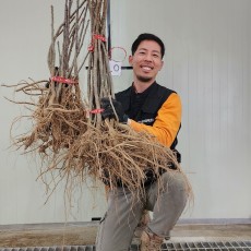 민엄나무 엄나무 음나무