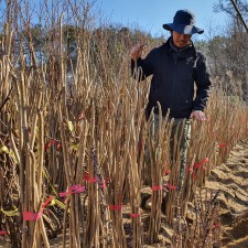 참두릅 두릅나무