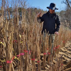 참두릅 두릅나무
